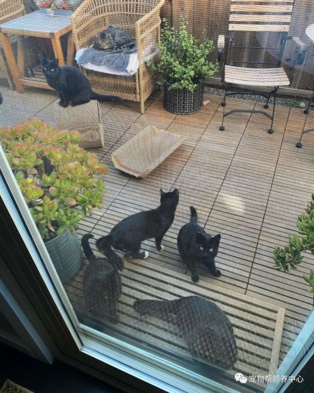 她在院子里中了几棵猫薄荷,结果引来一群"黑·帮"闯入