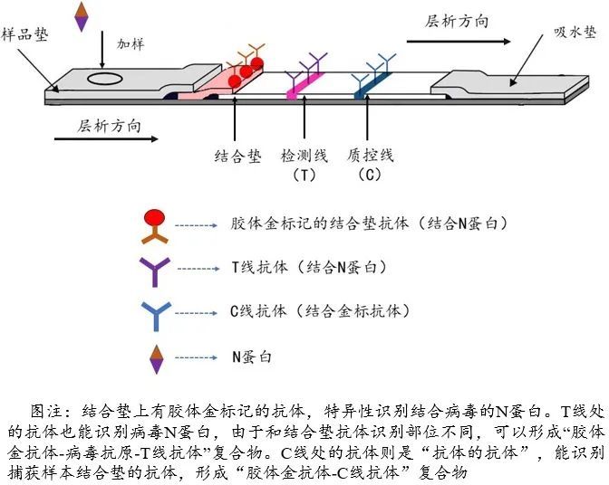 学到了（可乐验孕棒呈阳性）可乐可以让试纸变两条吗? 第4张