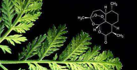 青蒿素类抗疟药,成为疟疾肆虐地区的救命药.