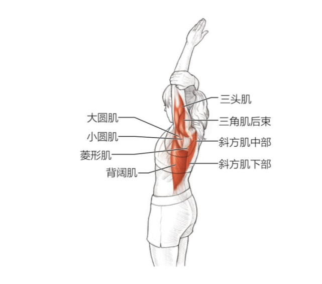 肩内收肌和伸肌肩内收肌,伸肌和提肌高级肩屈肌初级肩伸肌,内收肌和缩
