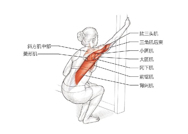 74個自主拉伸動作圖解助你提高柔韌性減少肌肉疼痛