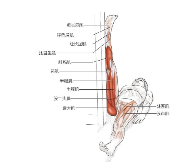 肩和背部抬腿膝,踝,肩和背部藉助支撐的高級站姿膝伸肌高級坐姿膝屈肌