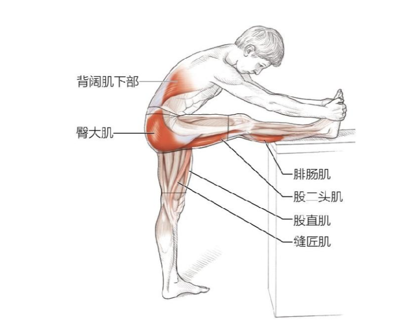 74个自主拉伸动作图解助你提高柔韧性减少肌肉疼痛