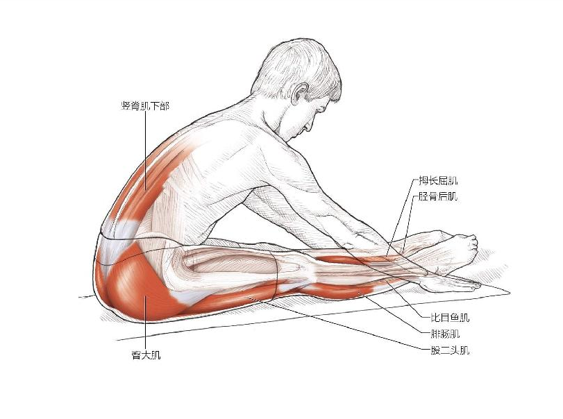 74個自主拉伸動作圖解助你提高柔韌性減少肌肉疼痛