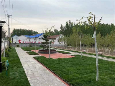 丨禹城市梁家镇:绿化助力美丽乡村建设|美丽乡村建设|梁家镇|禹城市