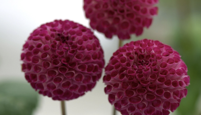 4月25至4月30日开始 三大生肖即将遇到自己的贵人 根本不愁事业 正缘 生肖 贵人 生肖鼠