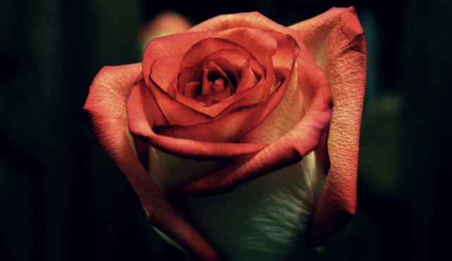 4月25至4月30日 有三大生肖即将迎来自己的正缘 桃花开满枝 异性缘 生肖 桃花 正缘 桃花运