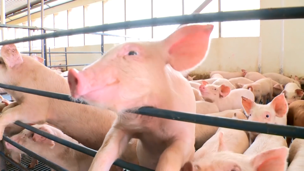 美国"猪老大"位置不保?中国建世界最大养猪场,年产210万头