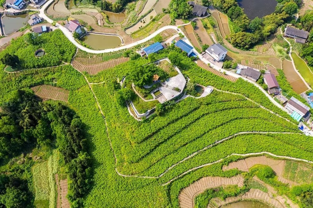 以桑为媒重庆忠县官坝镇第十届采桑节开幕