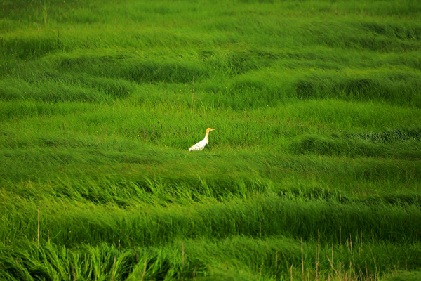 湖中生草原南京石臼湖变身限定草海