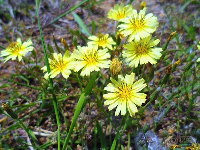 一花一世界 一叶一菩提 苦菜花也有春天