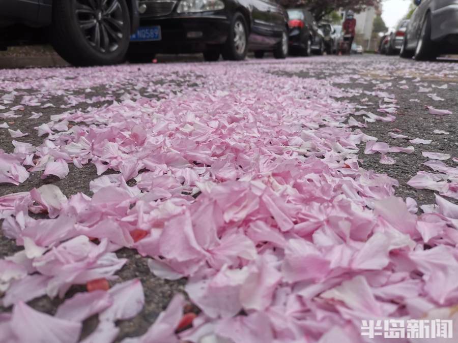 宁夏路周边小区盛花期的樱花在风中摇曳,成片的花瓣落地,成为一道独特