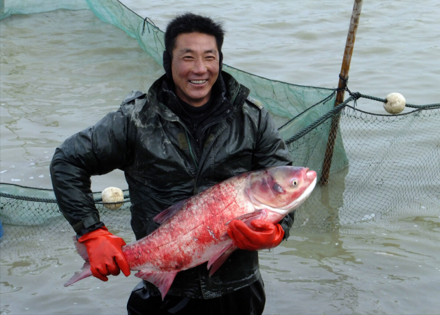 那真的過水魚嗎在查干湖的冬天有300萬斤鰱魚和鱅魚被捕撈