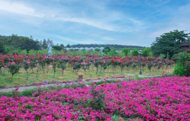 秀山玫瑰花园图片