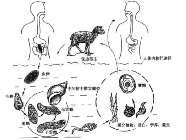 肝片吸蟲在世界各地都有發現,通常在溫和的氣候條件下有羊的地區.