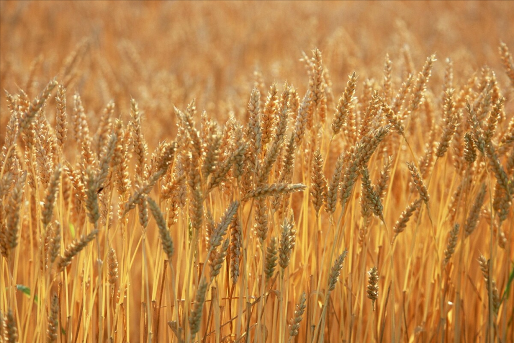 澳大利亚小麦有什么比中国小麦更好