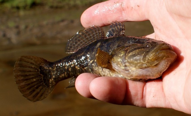 但由于市场上鱼价较高,一些不法商贩便开始了对老人鱼的加工和销售