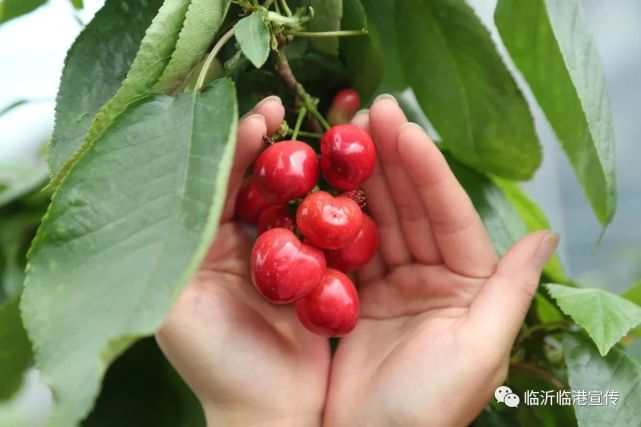 厉家寨大樱桃红了!