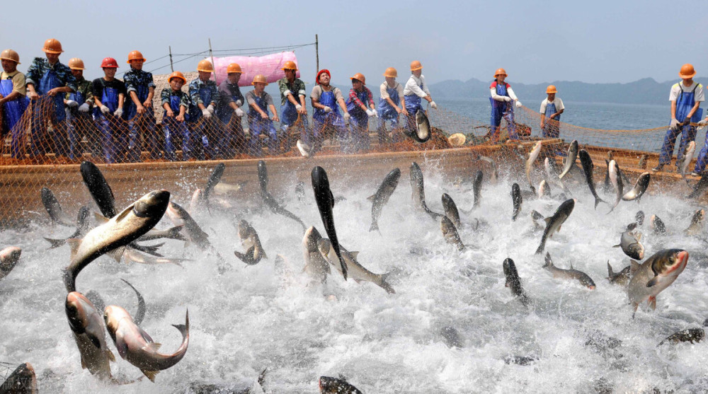 鲢鱼和鳙鱼已经养殖了60多年了水库鱼王到底有多大呢