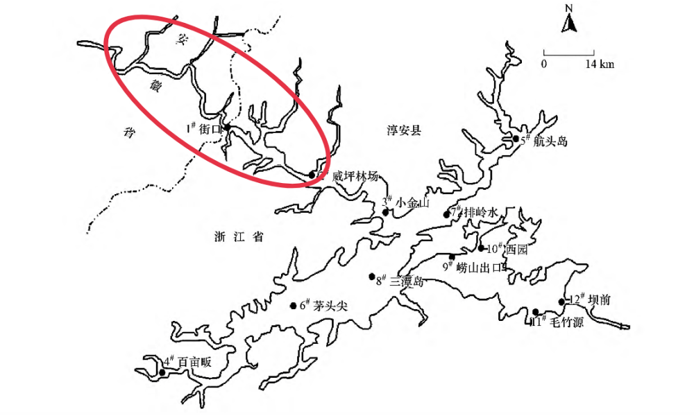 鰱魚和鱅魚已經養殖了60多年了水庫魚王到底有多大呢