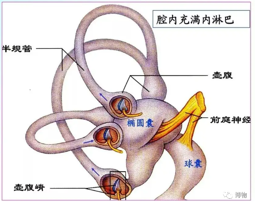 双侧半规管解剖立体图图片