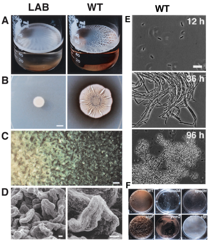专访黄娇芳丨华理团队改造芽孢杆菌生物被膜,解决活体材料实际应用