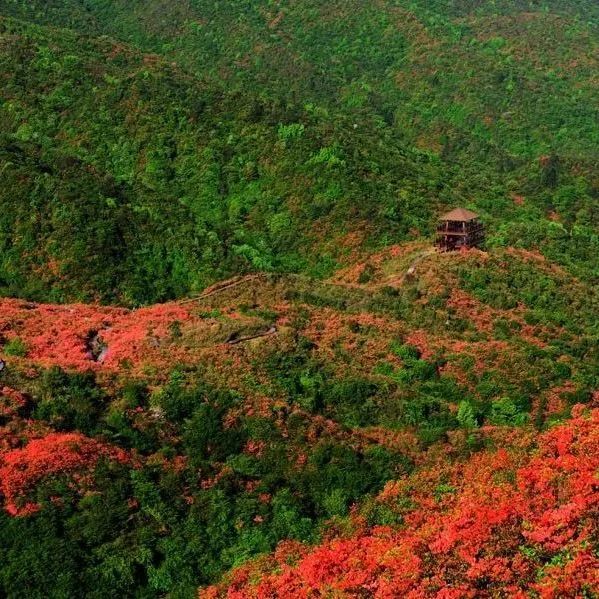 大圍山杜鵑花節今日開幕