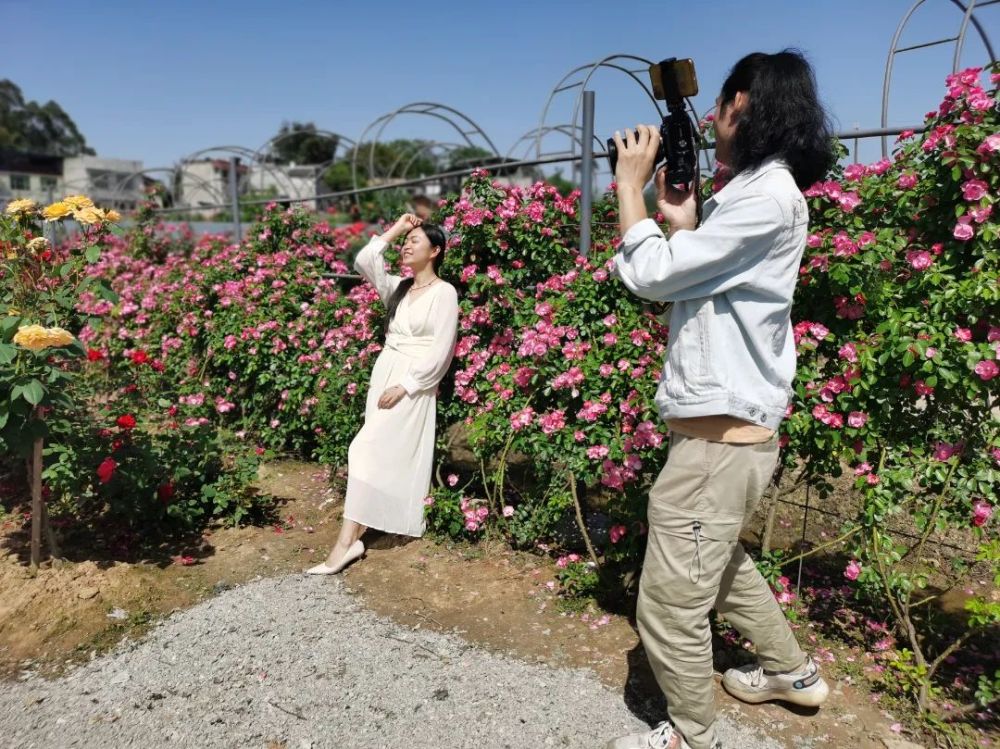 美翻了樂山周邊一大片玫瑰花海盛放賞花采摘正當時