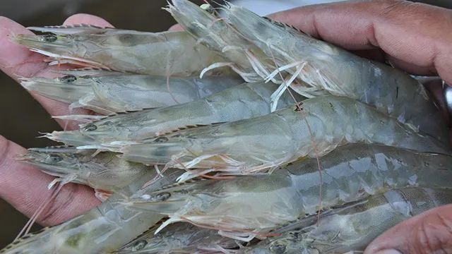 亚博买球网址:印尼投资印尼渔业系列|虾类养殖将成为投资重点 亚博买球网址:印尼投资印尼渔业系列|虾类养殖将成为投资重点