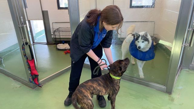 物价飙升自身难保英国铲屎官大量弃养宠物