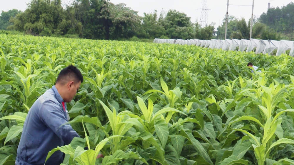 技术下田分外忙助力南雄烟叶提质增收