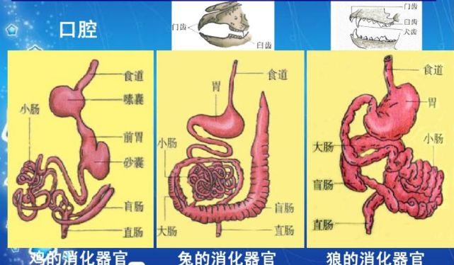 食草动物吃起肉来,就问你怕不怕!