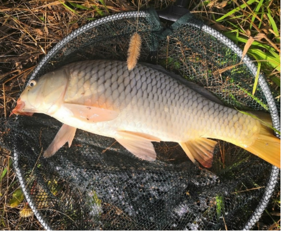 春末夏初钓鲤鱼,认准这3个"钓位",快速锁定鱼窝,一钓一个准