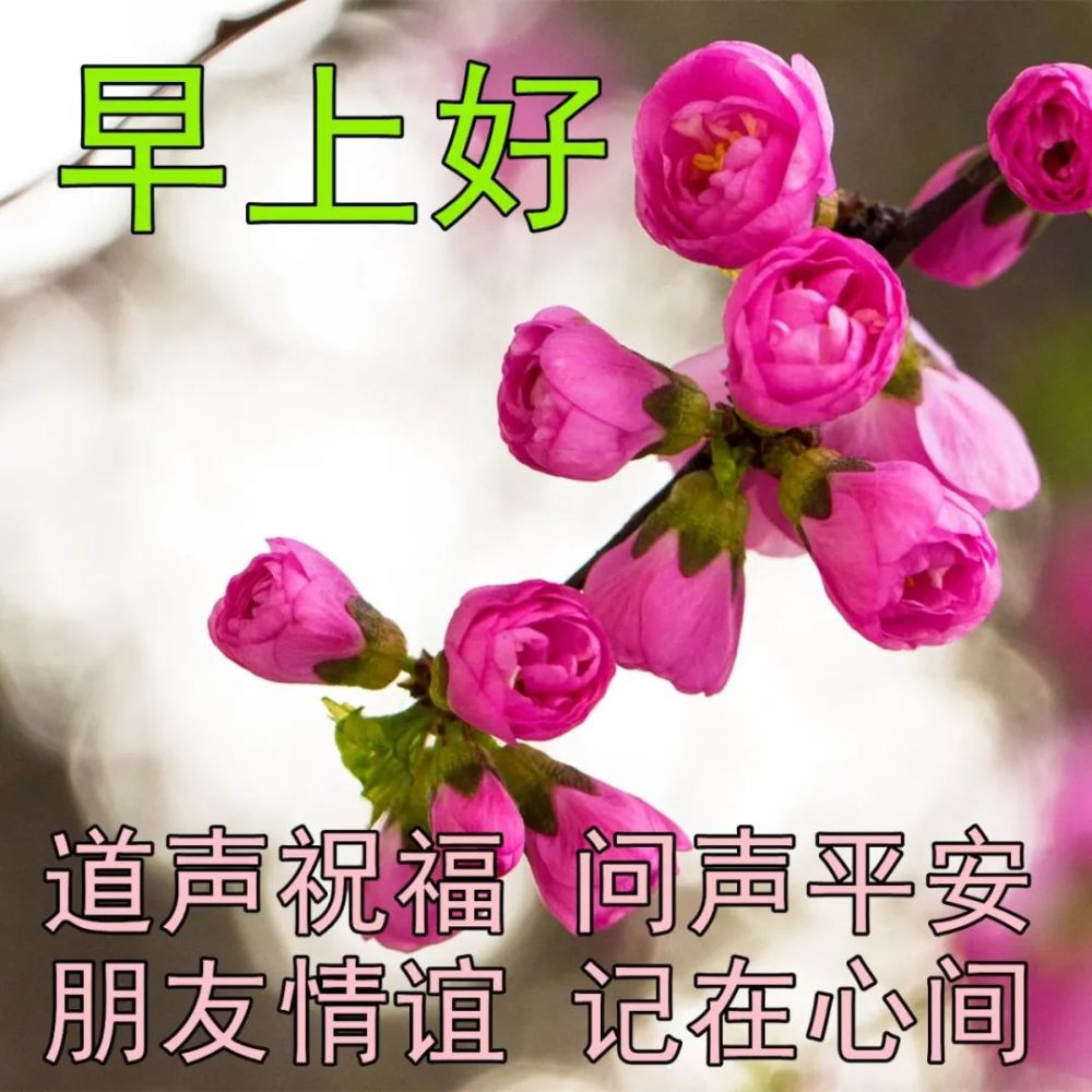 日常暖心早上好祝福美图每日好看的朋友早安祝福图片合集