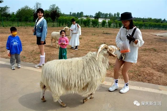 萌寵開團歡樂來襲洛陽萬安山野生動物園推出五一親子游活動