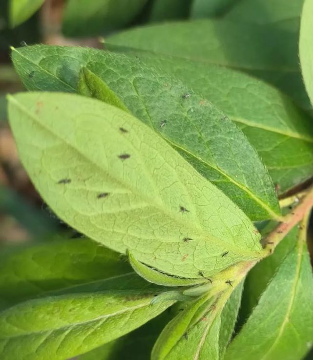 如果發現確實被薊馬叮了,出現一點痛和癢,也沒必要恐慌,薊馬不會吸食