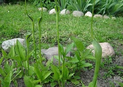 小植物,大作用,花像眼镜蛇,人称"三步跳",你是否认识它?