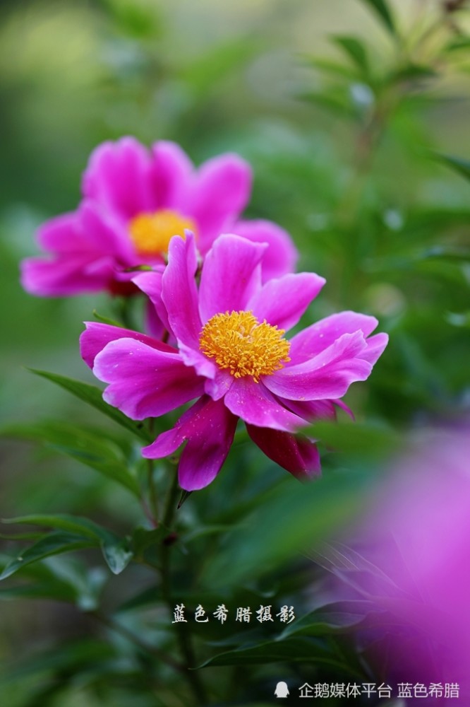 芍药花开 5月的花神 灿烂了暮春 天天看点