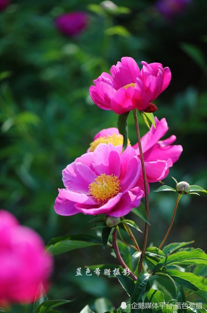 芍药花开 5月的花神 灿烂了暮春 天天看点