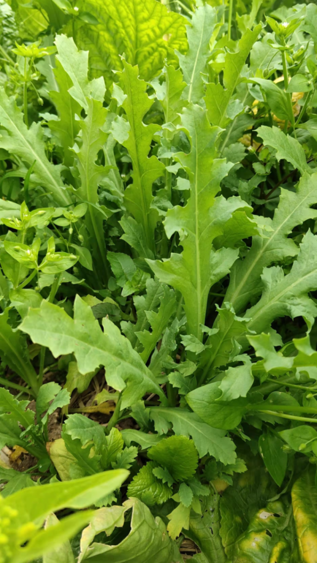 开平有人种罂粟当野菜被拘留