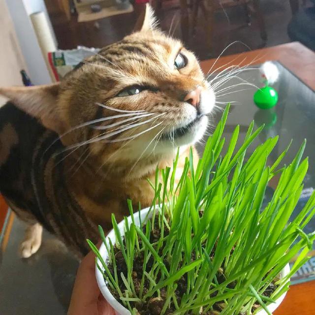 铲屎官给猫咪 吃猫草 会让猫咪上瘾的 腾讯新闻