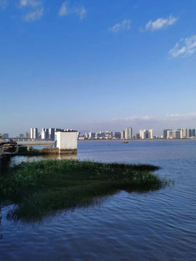 七都環島堤塘馬鞭草已盛開,開啟浪漫賞花休閒遊