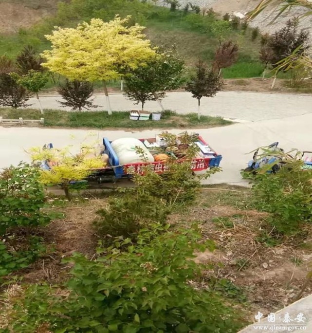 秦安县林草局及时开展塔柏锈病防治工作