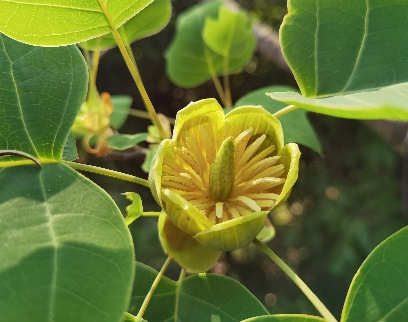 穿越時空再續前緣鵝掌楸丨花顏鳥語