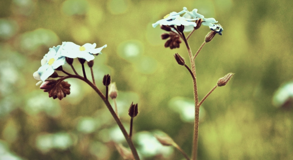 4月29日 5月5日 四大生肖會路遇橫财 收獲甜蜜幸福的愛情 天天看點
