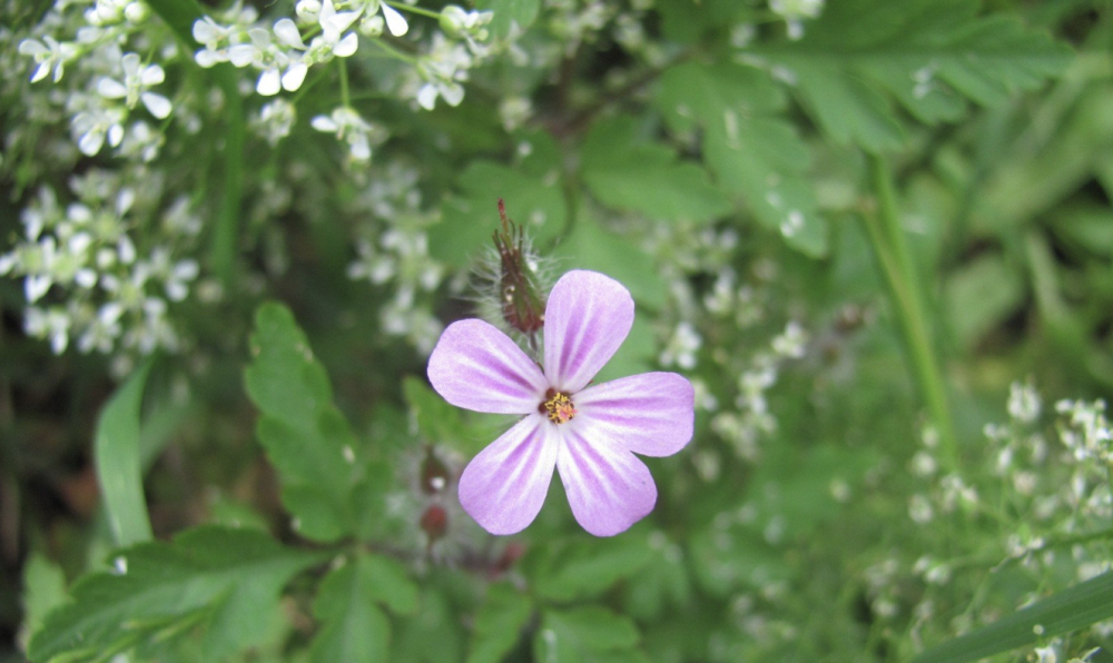 4月29日 5月5日 四大生肖會路遇橫财 收獲甜蜜幸福的愛情 天天看點