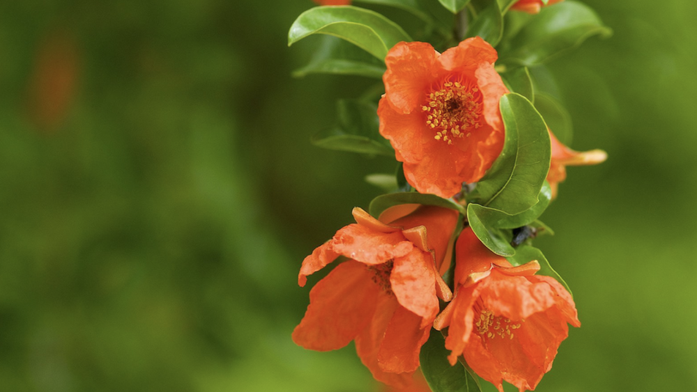 4月30日 5月6日开始 这三大生肖是赢家 生活事业运一路畅通 文通新闻网 有思想的网站