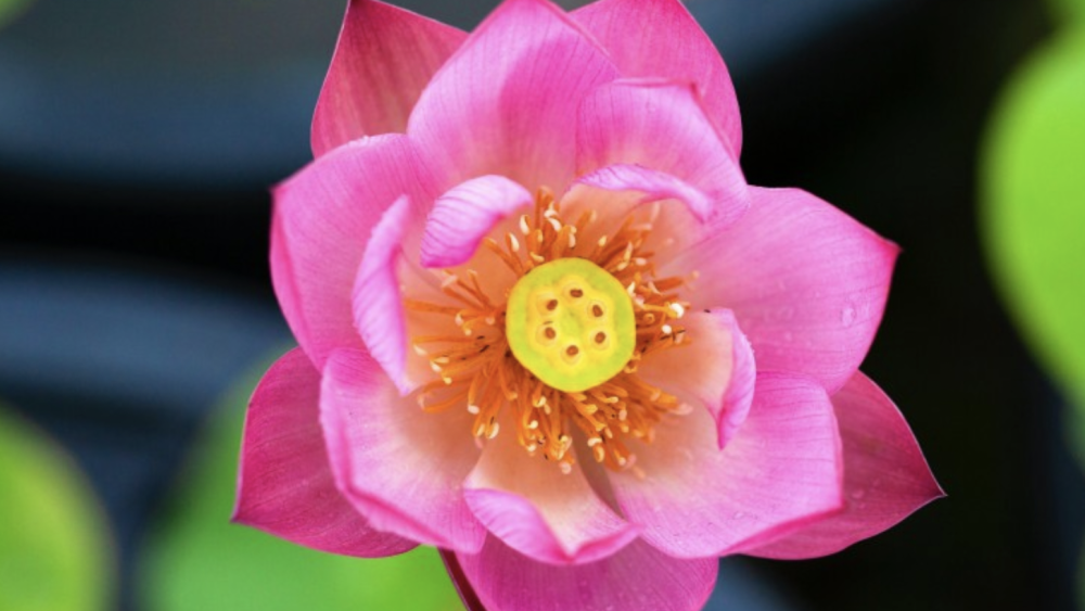 4月30日 5月6日 这三个属相事业更上一层楼 财源不断而来 天天看点