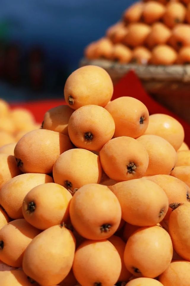 莆田枇杷,中国之最