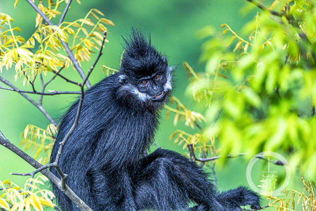 呆萌金佛山里的黑叶猴